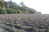 Vaux : vigne